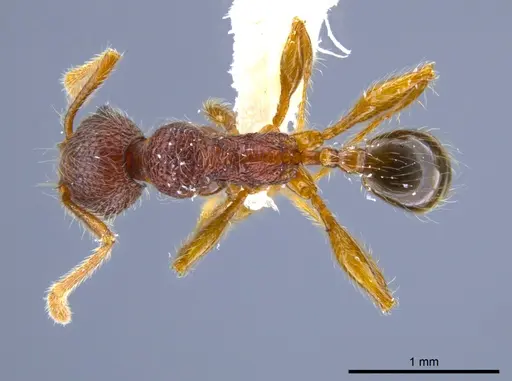 Pheidole hortonae specimen JTLC000015106 image jtlc000015106_1