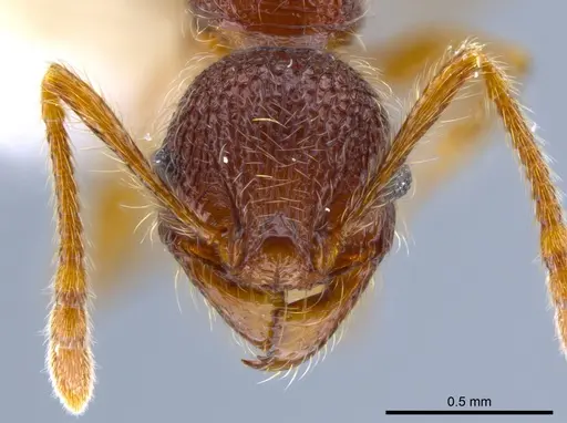 Pheidole hortonae specimen JTLC000015106 image jtlc000015106_2