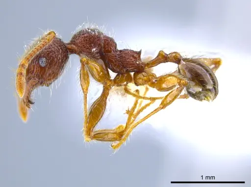 Pheidole hortonae specimen JTLC000015106 image jtlc000015106_3