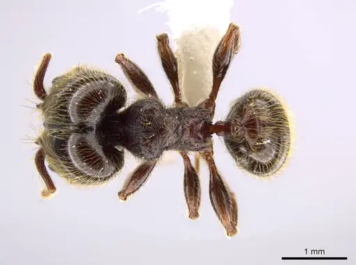 Pheidole hortonae specimen JTLC000015109 image jtlc000015109_1