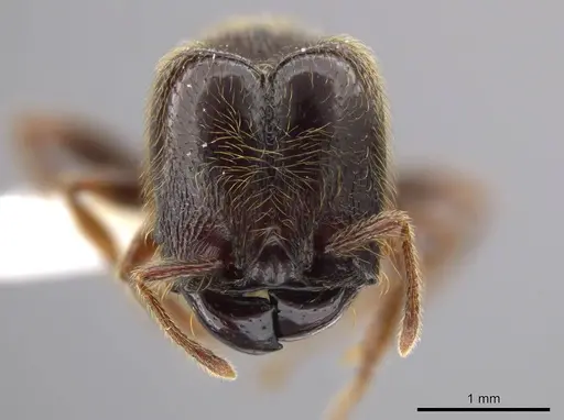Pheidole hortonae specimen JTLC000015109 image jtlc000015109_2
