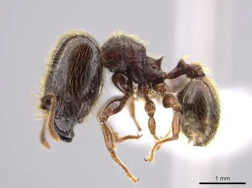 Pheidole hortonae specimen JTLC000015109 image jtlc000015109_3