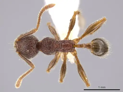 Pheidole hortonae specimen JTLC000015148 image jtlc000015148_1
