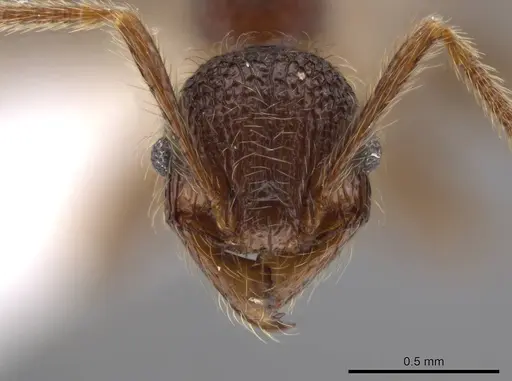 Pheidole hortonae specimen JTLC000015148 image jtlc000015148_2