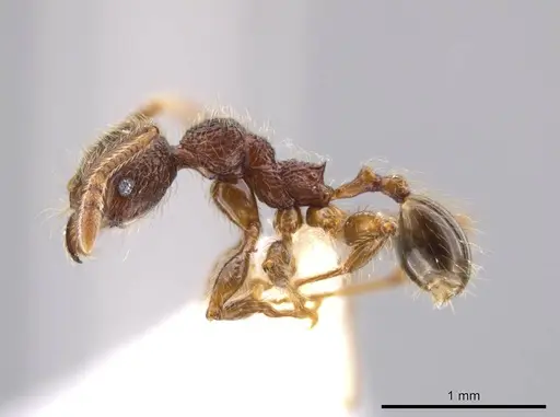 Pheidole hortonae specimen JTLC000015148 image jtlc000015148_3