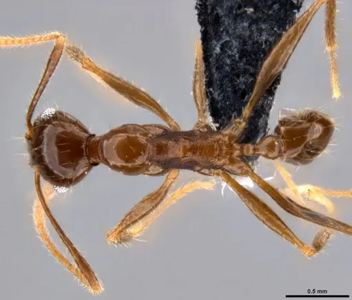 Pheidole hospes specimen CASENT0199250 image casent0199250_1