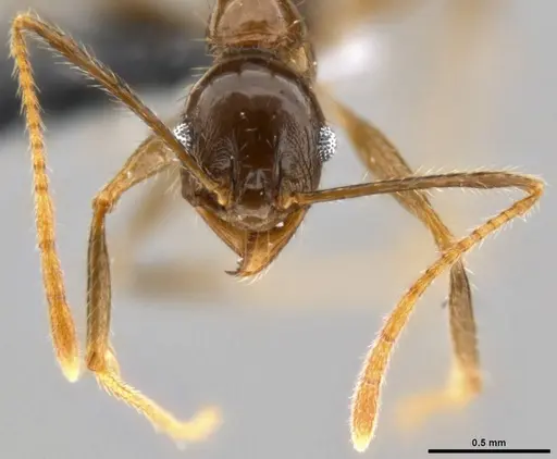 Pheidole hospes specimen CASENT0199250 image casent0199250_2