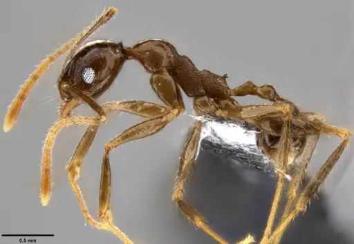 Pheidole hospes specimen CASENT0199250 image casent0199250_3