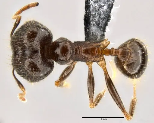 Pheidole hospes specimen CASENT0219503 image casent0219503_1