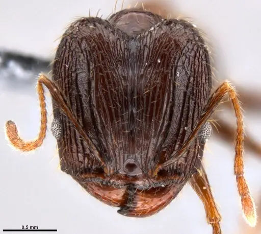 Pheidole hospes specimen CASENT0219503 image casent0219503_2