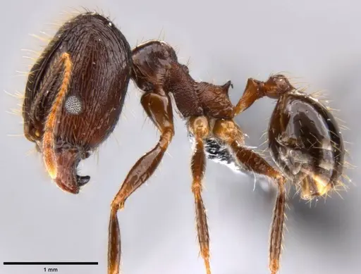Pheidole hospes specimen CASENT0219503 image casent0219503_3