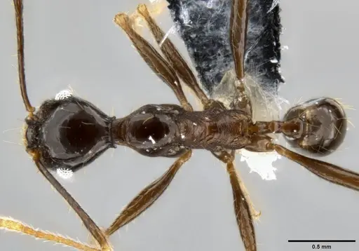 Pheidole hospes specimen CASENT0219511 image casent0219511_1