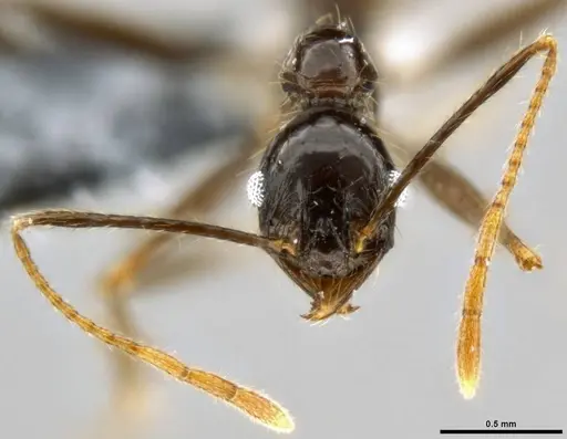 Pheidole hospes specimen CASENT0219511 image casent0219511_2