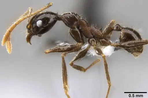 Pheidole hospes specimen CASENT0219511 image casent0219511_3