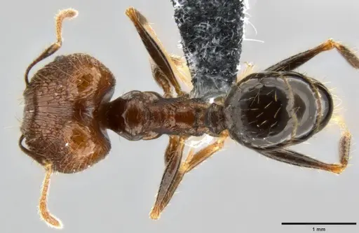 Pheidole hospes specimen CASENT0219517 image casent0219517_1