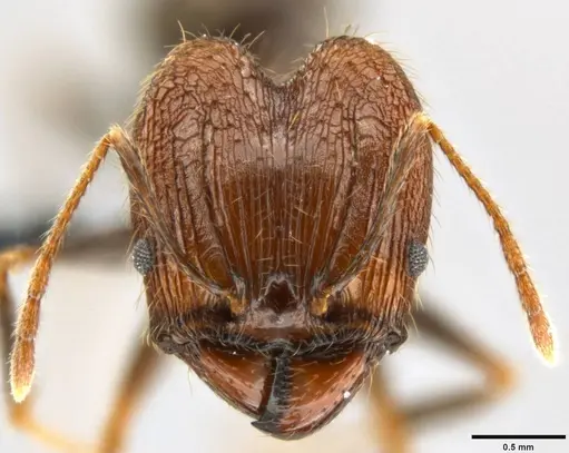 Pheidole hospes specimen CASENT0219517 image casent0219517_2