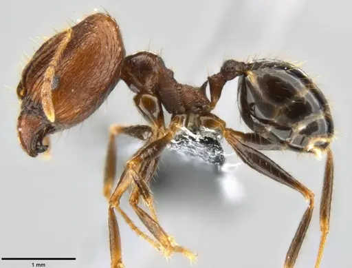 Pheidole hospes specimen CASENT0219517 image casent0219517_3