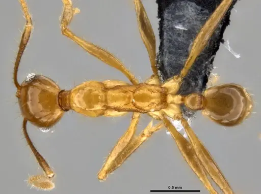 Pheidole hospes specimen CASENT0219520 image casent0219520_1