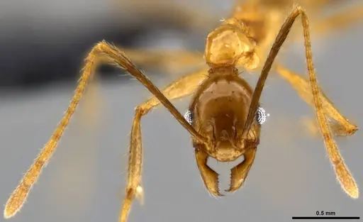 Pheidole hospes specimen CASENT0219520 image casent0219520_2