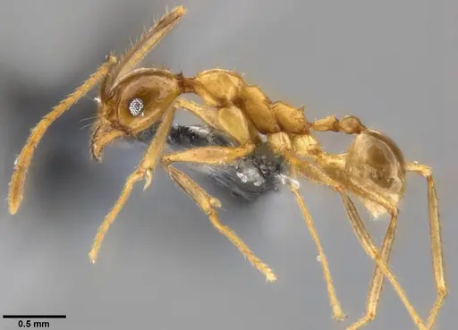 Pheidole hospes specimen CASENT0219520 image casent0219520_3