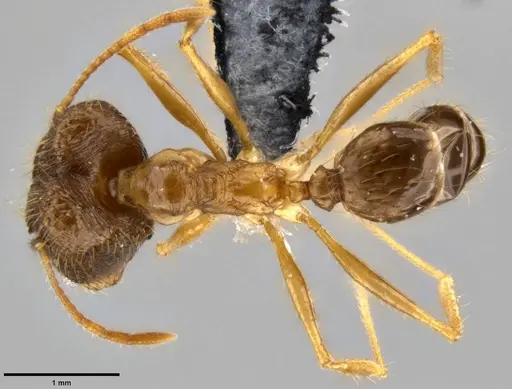 Pheidole hospes specimen CASENT0219522 image casent0219522_1