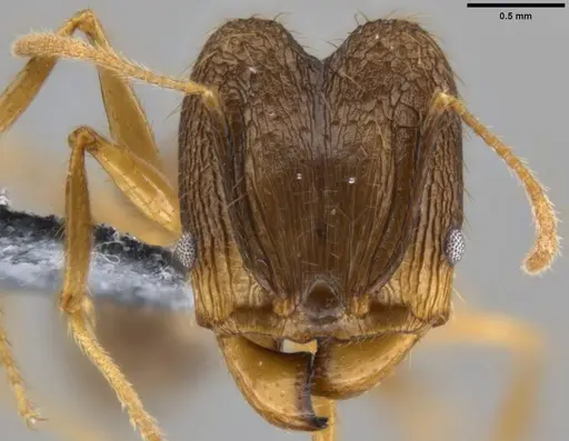 Pheidole hospes specimen CASENT0219522 image casent0219522_2