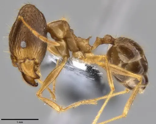 Pheidole hospes specimen CASENT0219522 image casent0219522_3