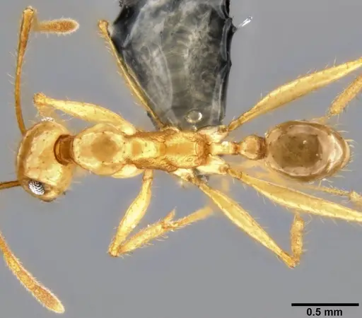 Pheidole hospes specimen CASENT0219523 image casent0219523_1