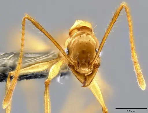 Pheidole hospes specimen CASENT0219523 image casent0219523_2