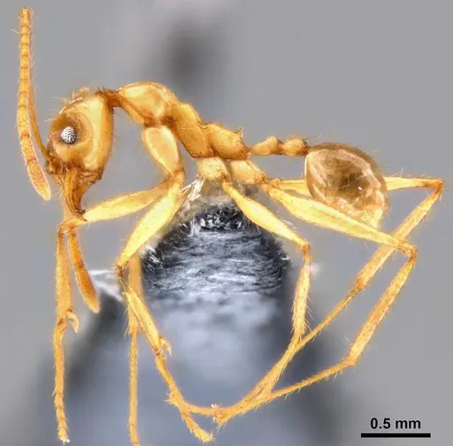 Pheidole hospes specimen CASENT0219523 image casent0219523_3