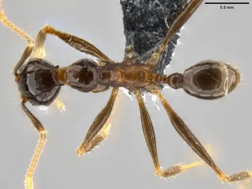 Pheidole hospes specimen CASENT0282674 image casent0282674_1