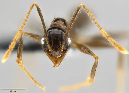 Pheidole hospes specimen CASENT0282674 image casent0282674_2