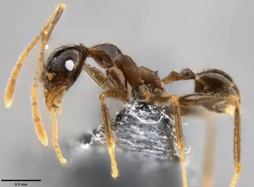 Pheidole hospes specimen CASENT0282674 image casent0282674_3