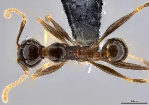 Pheidole hospes specimen CASENT0282675 image casent0282675_1