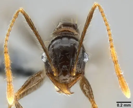 Pheidole hospes specimen CASENT0282675 image casent0282675_2