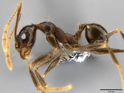 Pheidole hospes specimen CASENT0282675 image casent0282675_3