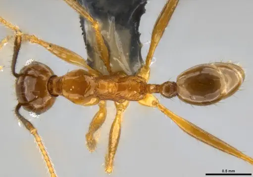 Pheidole hospes specimen CASENT0282678 image casent0282678_1
