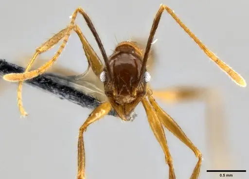 Pheidole hospes specimen CASENT0282678 image casent0282678_2