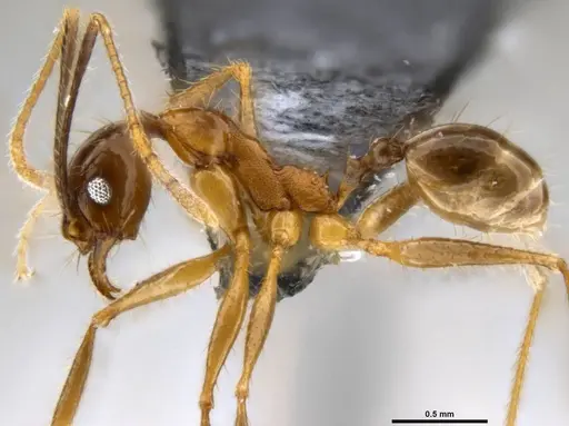 Pheidole hospes specimen CASENT0282678 image casent0282678_3