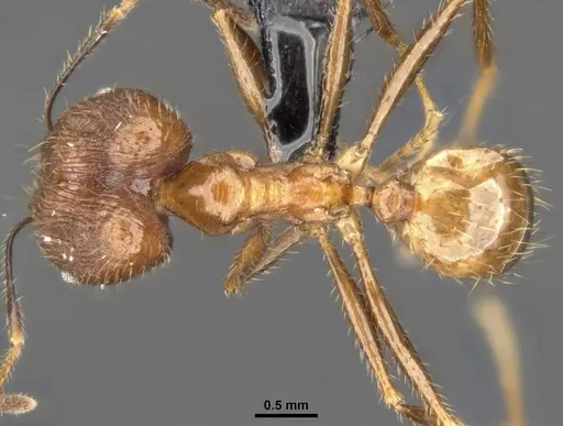 Pheidole hospes specimen CASENT0284023 image casent0284023_1