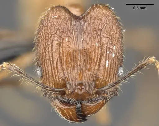 Pheidole hospes specimen CASENT0284023 image casent0284023_2