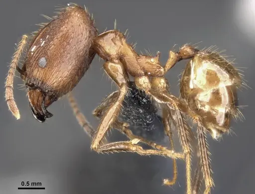 Pheidole hospes specimen CASENT0284023 image casent0284023_3