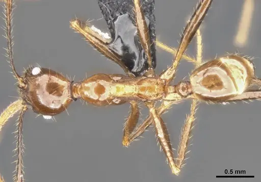 Pheidole hospes specimen CASENT0284024 image casent0284024_1
