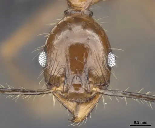 Pheidole hospes specimen CASENT0284024 image casent0284024_2