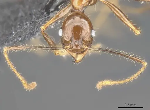 Pheidole hospes specimen CASENT0284024 image casent0284024_3