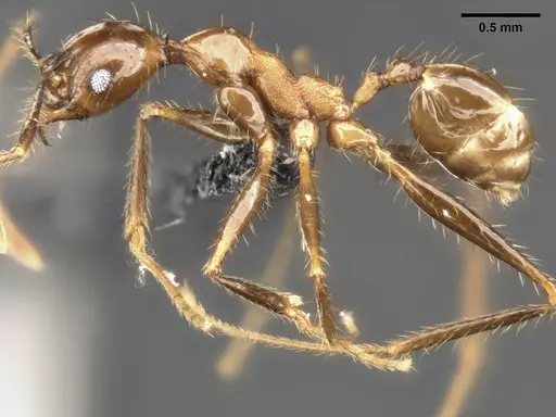 Pheidole hospes specimen CASENT0284024 image casent0284024_4