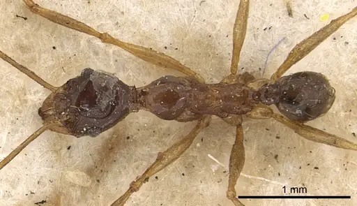 Pheidole hospes specimen CASENT0901400 image casent0901400_1