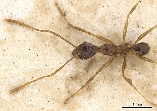 Pheidole hospes specimen CASENT0901400 image casent0901400_2