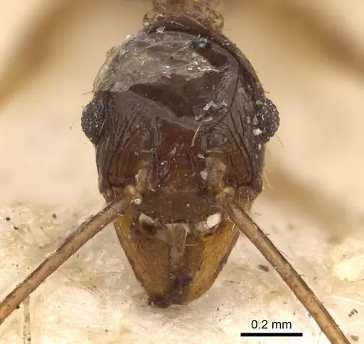 Pheidole hospes specimen CASENT0901400 image casent0901400_3