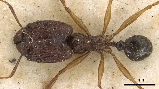 Pheidole hospes specimen CASENT0901401 image casent0901401_1